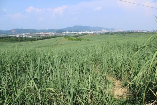 甘蔗种植基地