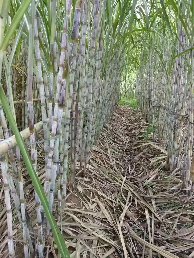 甘蔗种植技术教程