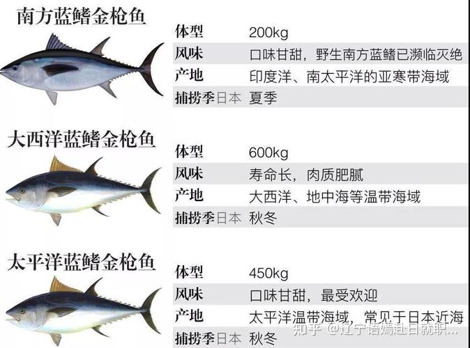 金枪鱼的营养价值及功效和作用